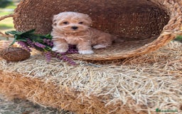 Maltipoo perros en venta: Maltipoo  - Imagen 11