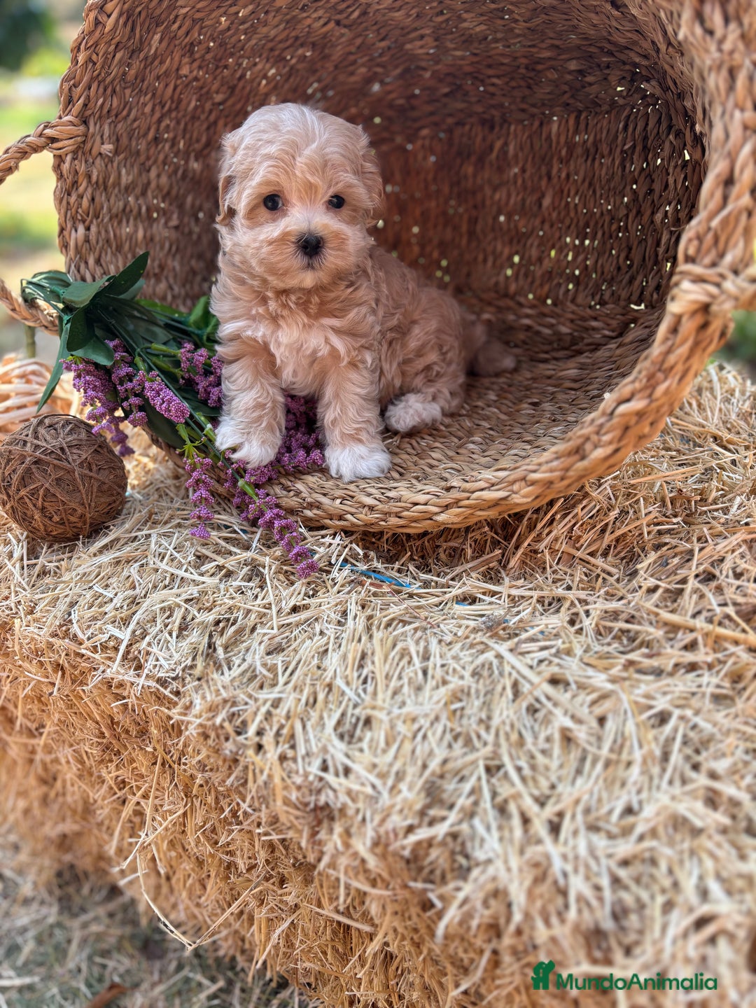 Maltipoo perros en venta: Maltipoo  - Imagen 11
