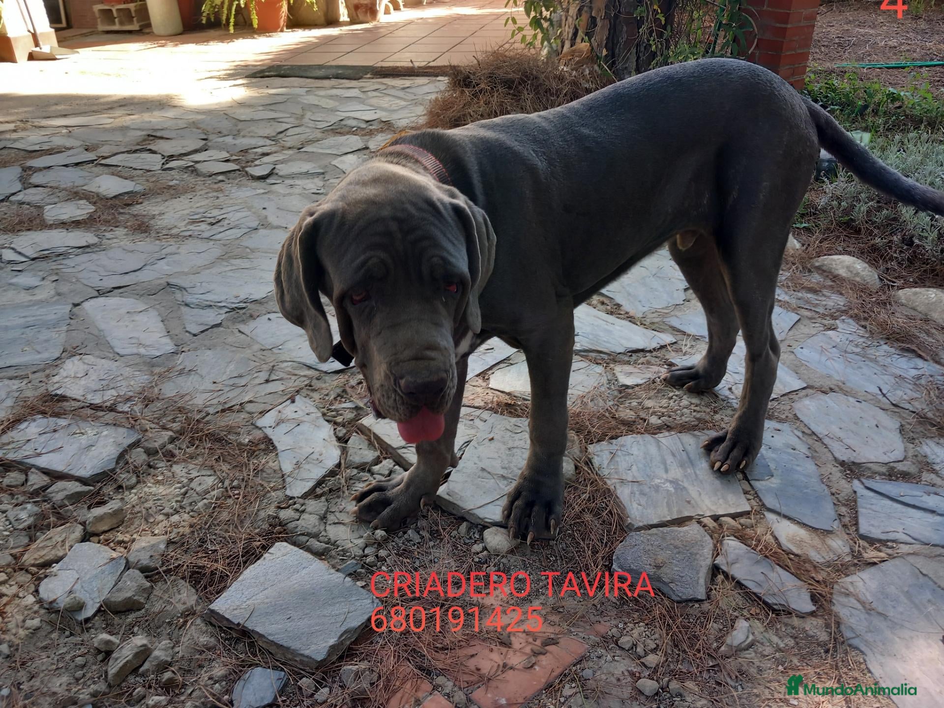 Cane Corso perros Mastin napolitano - Anuncio 11
