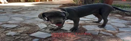 Cane Corso perros en venta: Mastin napolitano - Anuncio 1
