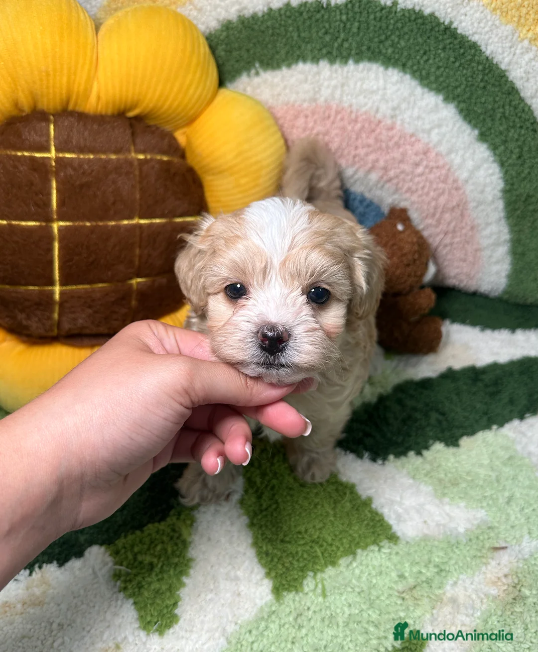 Maltipoo perros en venta: Maltipoo Mini Toy  - Anuncio 1