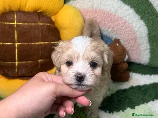 Maltipoo perros Maltipoo Mini Toy - Anuncio 5