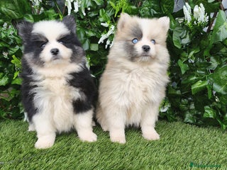 Raza Mixta perros - Anuncio 4