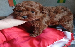 Caniche Toy perros en venta: MACHO CANICHE TOY 50% LINEA ASIATICA  - Imagen 3