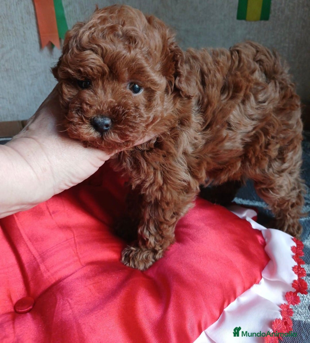 Caniche Toy perros en venta: MACHO CANICHE TOY 50% LINEA ASIATICA  - Imagen 3