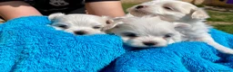 Bichón Maltés perros en venta: BICHÓN MALTES HEMBRITA - Anuncio 4