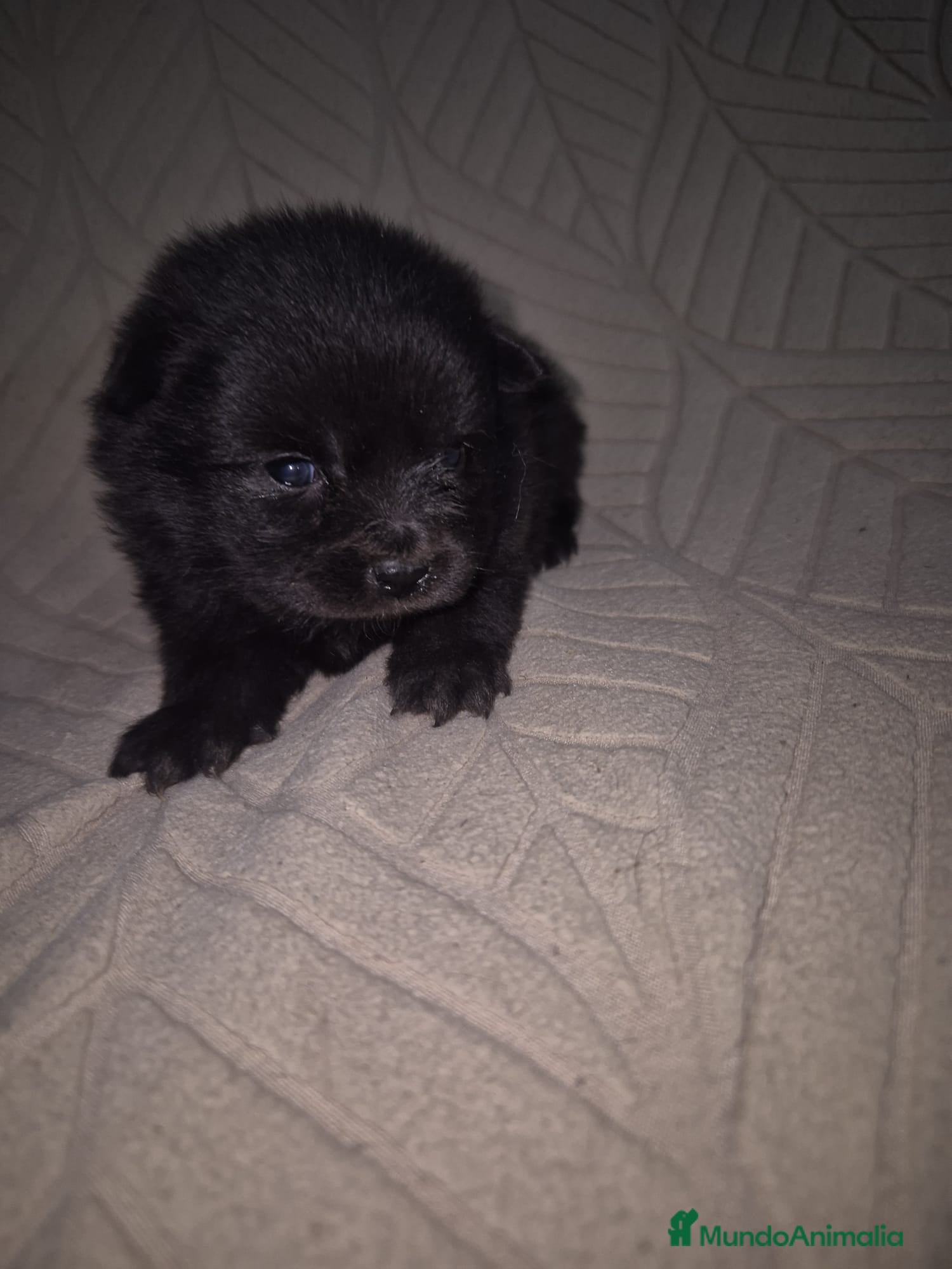 Pomerania perros Pomerania  - Anuncio 1