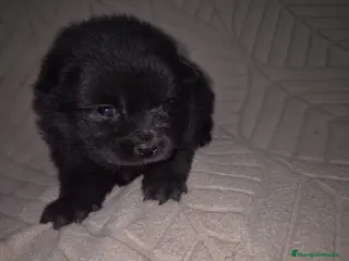 Pomerania perros Pomerania - Anuncio 1