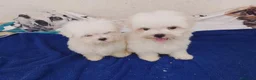 Bichón Maltés perros en venta: Bichon Maltese toy - Anuncio 3