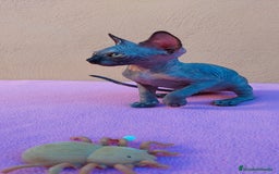 Sphynx gatos en venta: Preciosa hembrita tortuga  - Imagen 8