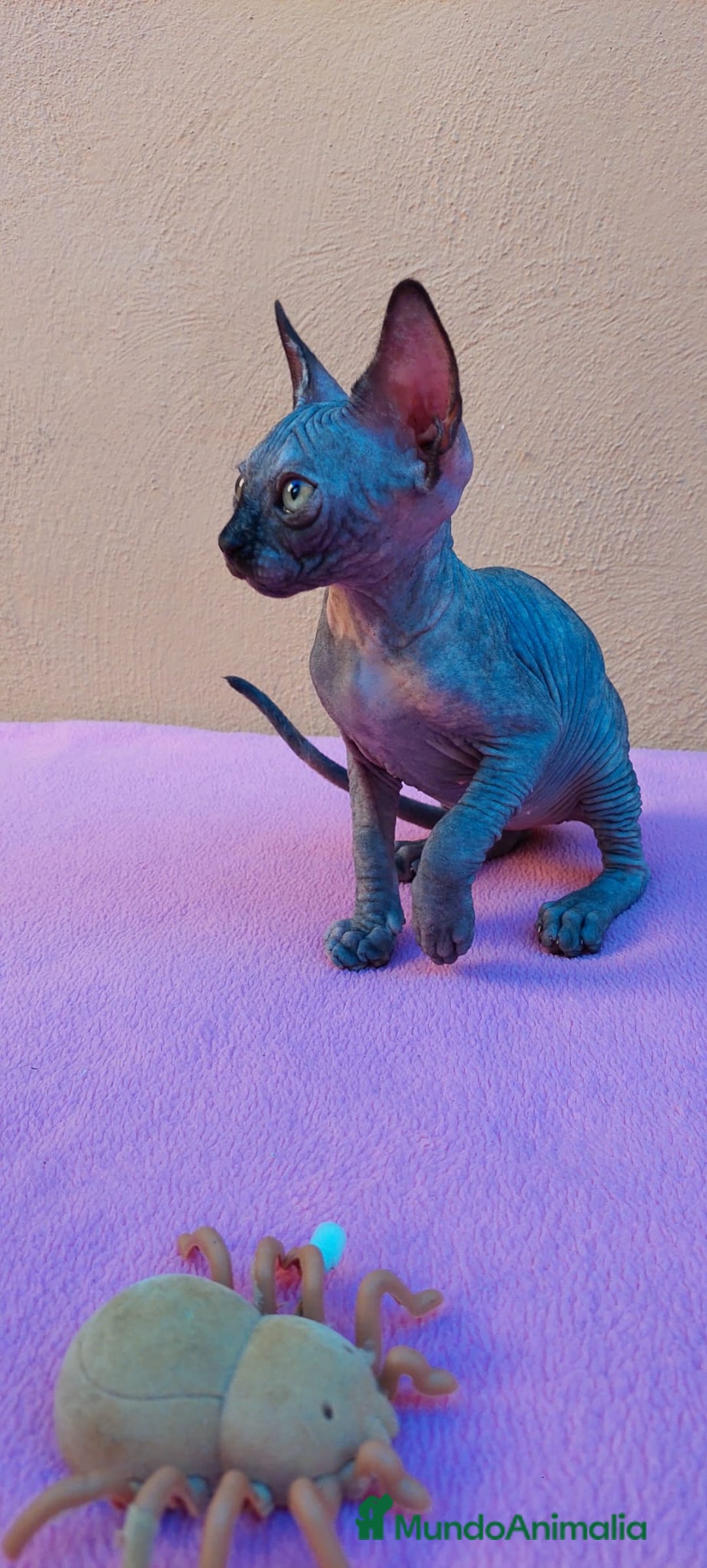 Sphynx gatos en venta: Preciosa hembrita tortuga  - Imagen 8