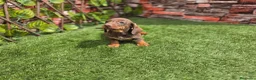 Teckel Miniatura perros en venta: TECKEL MINIATURA CHOCOLATE - Anuncio 3
