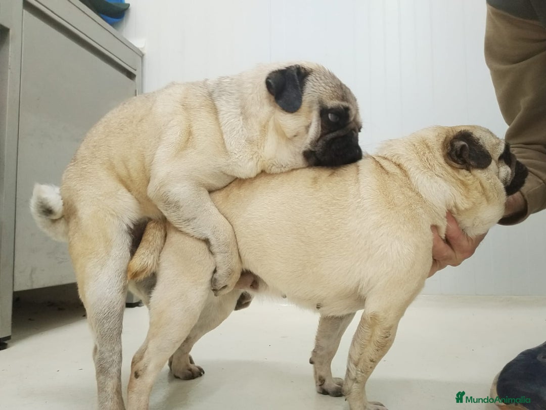 Carlino - Pug perros en venta: Carlino -pug - Anuncio 6