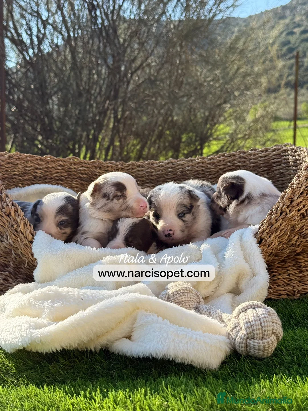 Border Collie perros en venta: BORDER COLLIE VARIOS COLORES - Anuncio 5