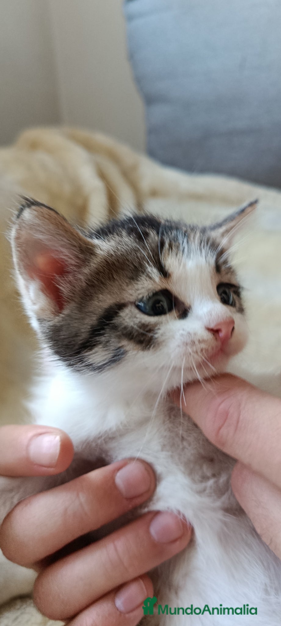 Raza Mixta gatos Cruce de persa - Anuncio 2