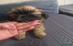 Shih Tzu perros en venta: Shih tzu  - Imagen 7