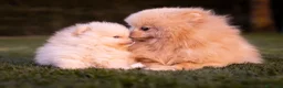 Pomerania perros en venta: Camada Pomerania Toy crema - Anuncio 1