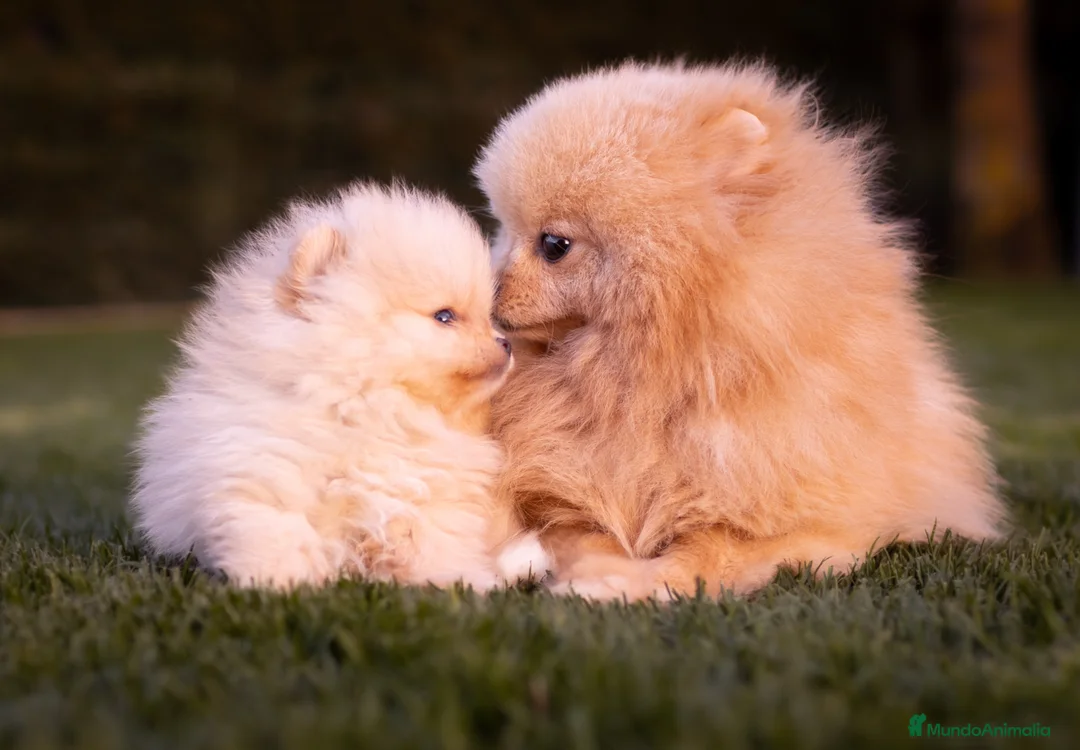 Pomerania perros en venta: Camada Pomerania Toy crema - Anuncio 1