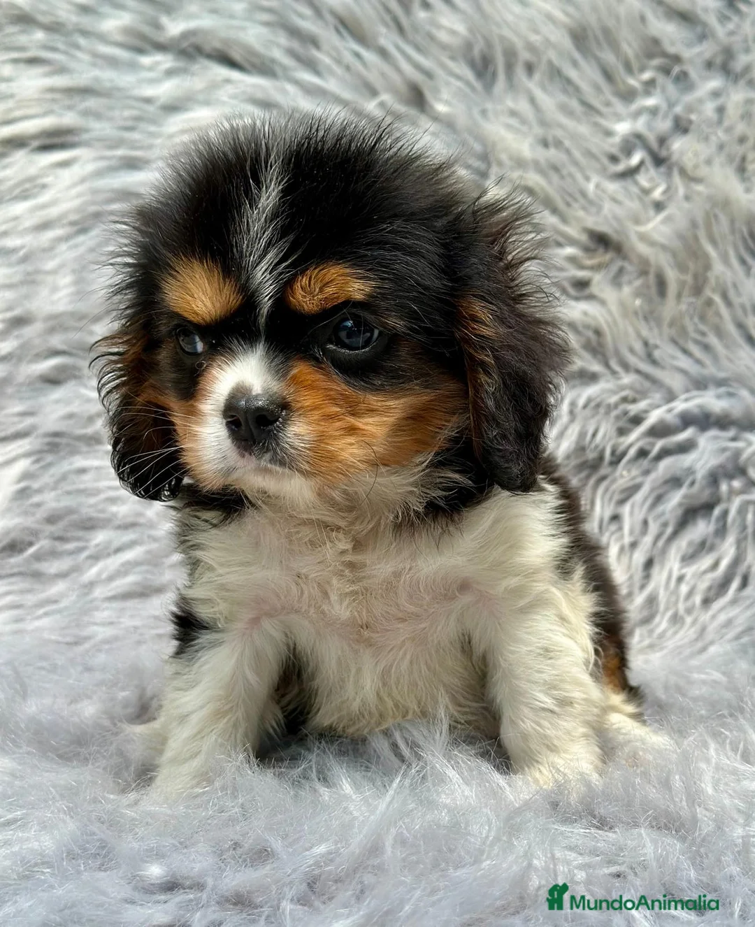 Cavalier King Charles Spaniel perros en venta: Cavalier tricolor - Anuncio 2