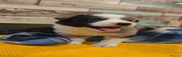 Border Collie perros en venta: Disponibles Border Collie - Entrega en septiembre - Anuncio 5