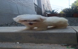 Bichón Maltés perros en venta: Bichón maltes - Imagen 2
