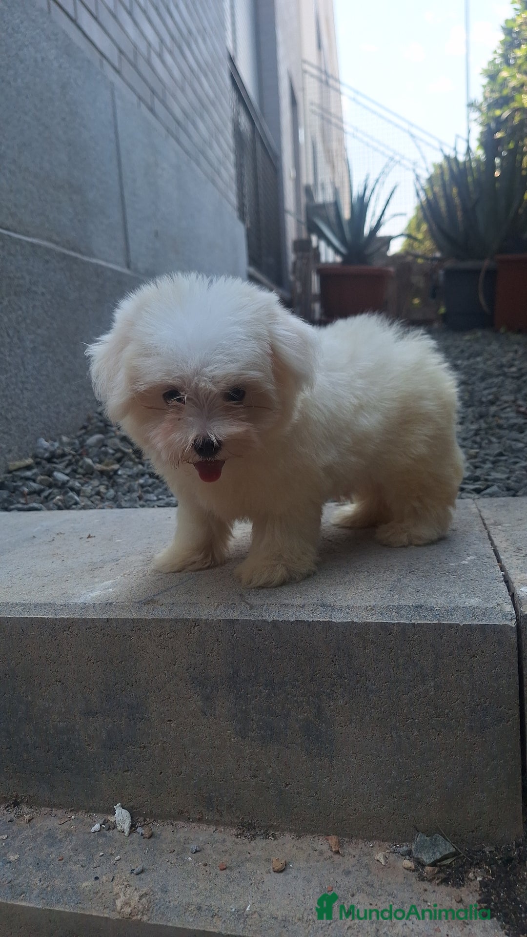 Bichón Maltés perros en venta: Bichón maltes - Imagen 2