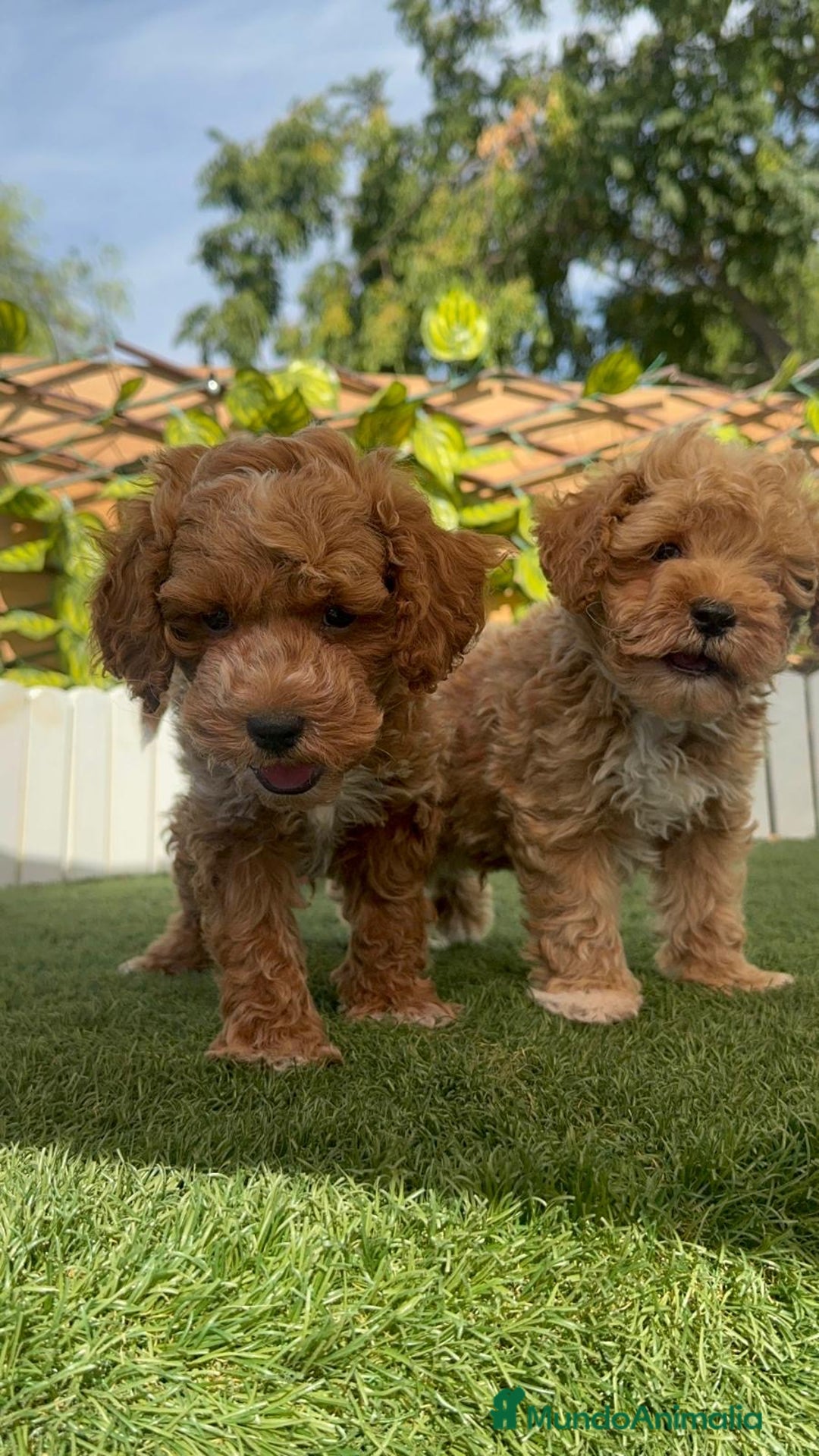 Caniche Toy perros en venta: CANICHE TOY MACHOS - Imagen 1