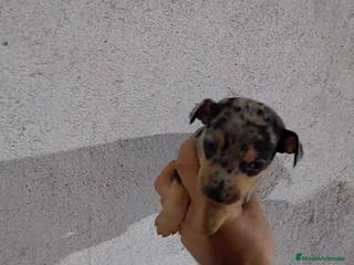 Pinscher Miniatura perros Pinscher miniatura merle - Anuncio 25