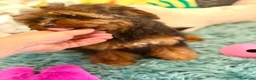 Yorkiepoo perros en venta: PRECIOSA YORKIEPOO HEMBRA MINITOY 4 MESES - Anuncio 7