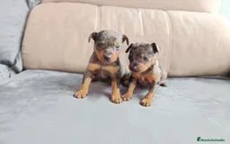 Pinscher Miniatura perros en venta: Pincher color arlequín - Imagen 2