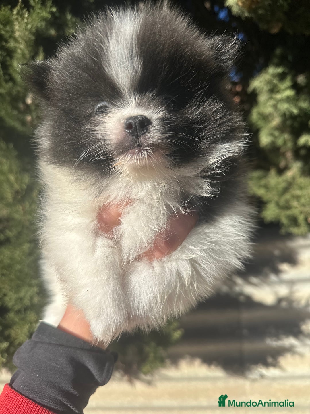 Pomerania perros en venta: POMERANIA RUSO DISONIBLE - Anuncio 4