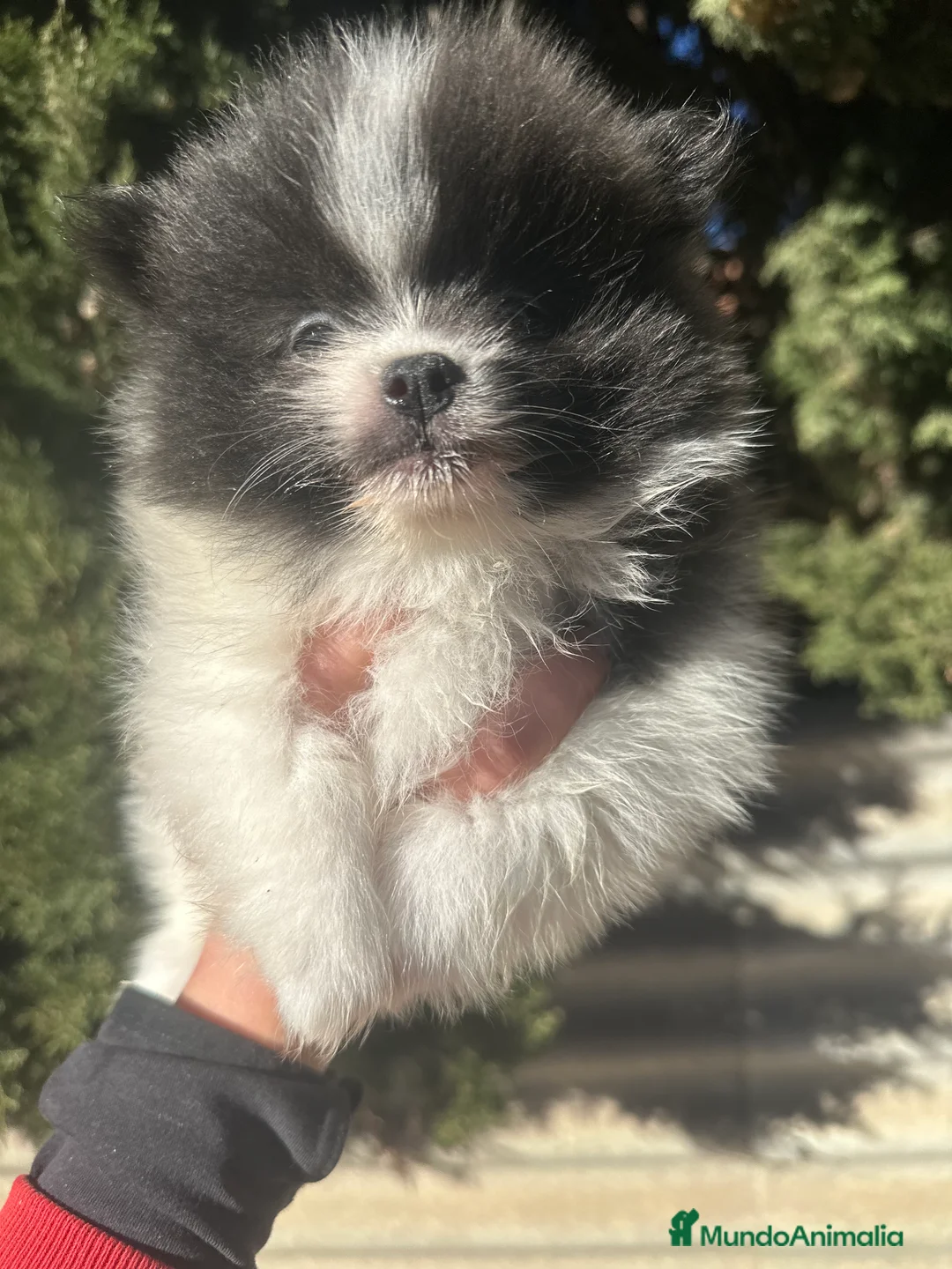 Pomerania perros en venta: POMERANIA RUSO DISONIBLE - Anuncio 4