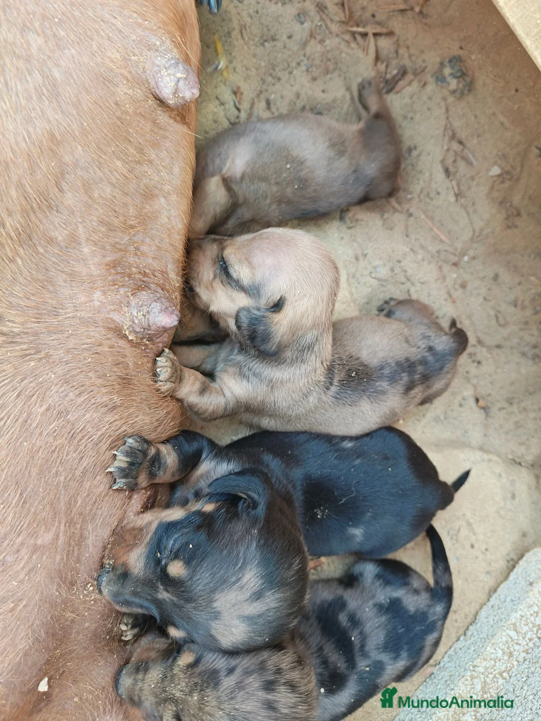 Teckel Miniatura perros en venta: Teckel miniatura - Anuncio 1