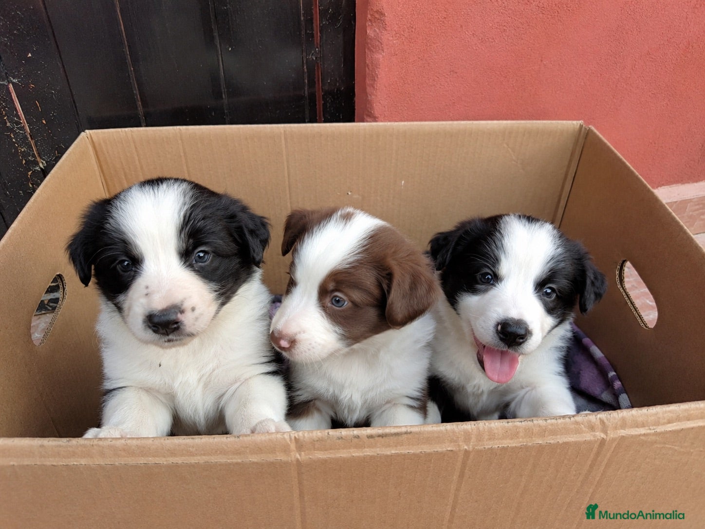 Border Collie perros BORDER COLLIE SOCIALIZADOS  - Anuncio 1