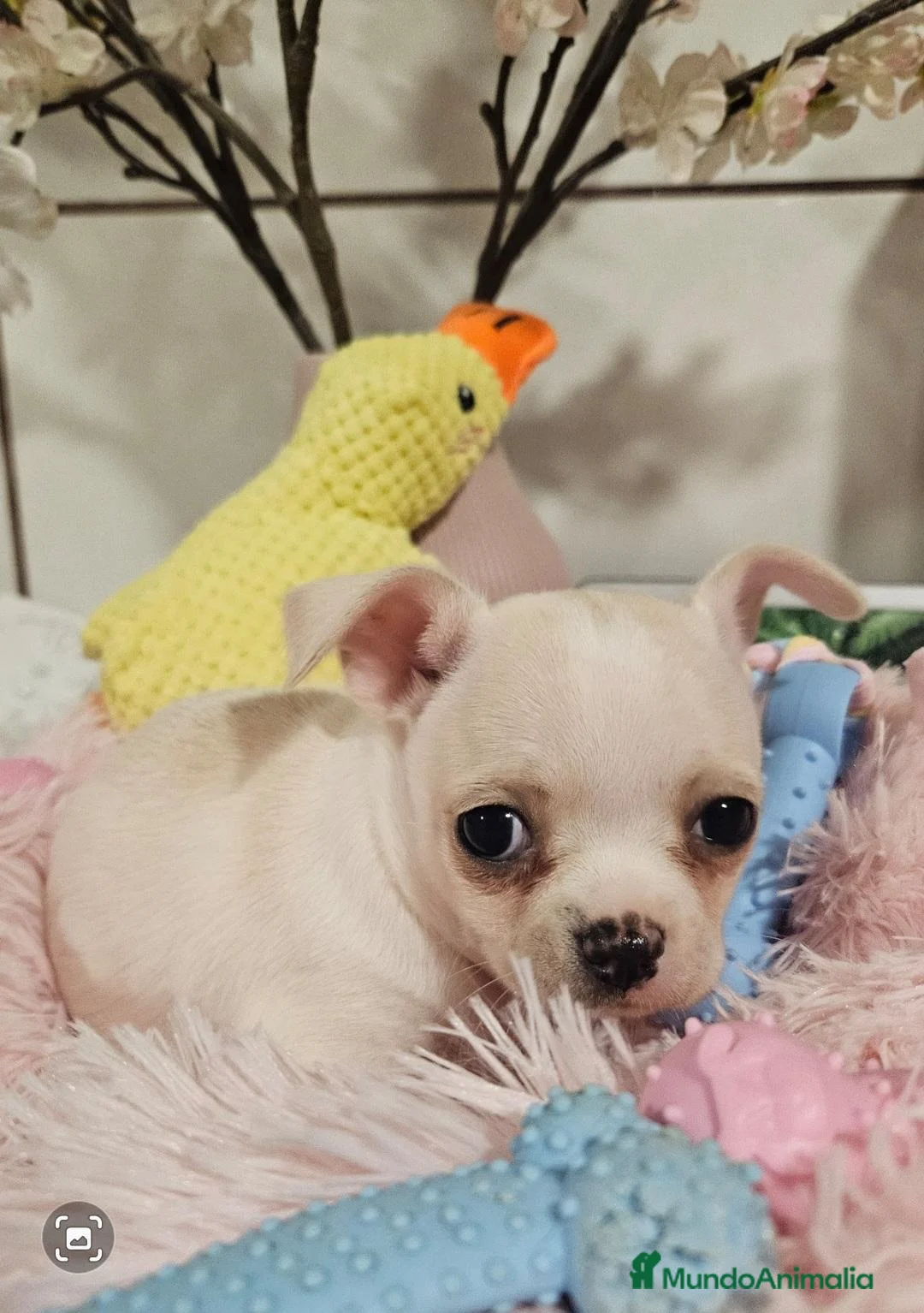 Chihuahua perros en venta: Chihuahua pelo corto - Anuncio 1