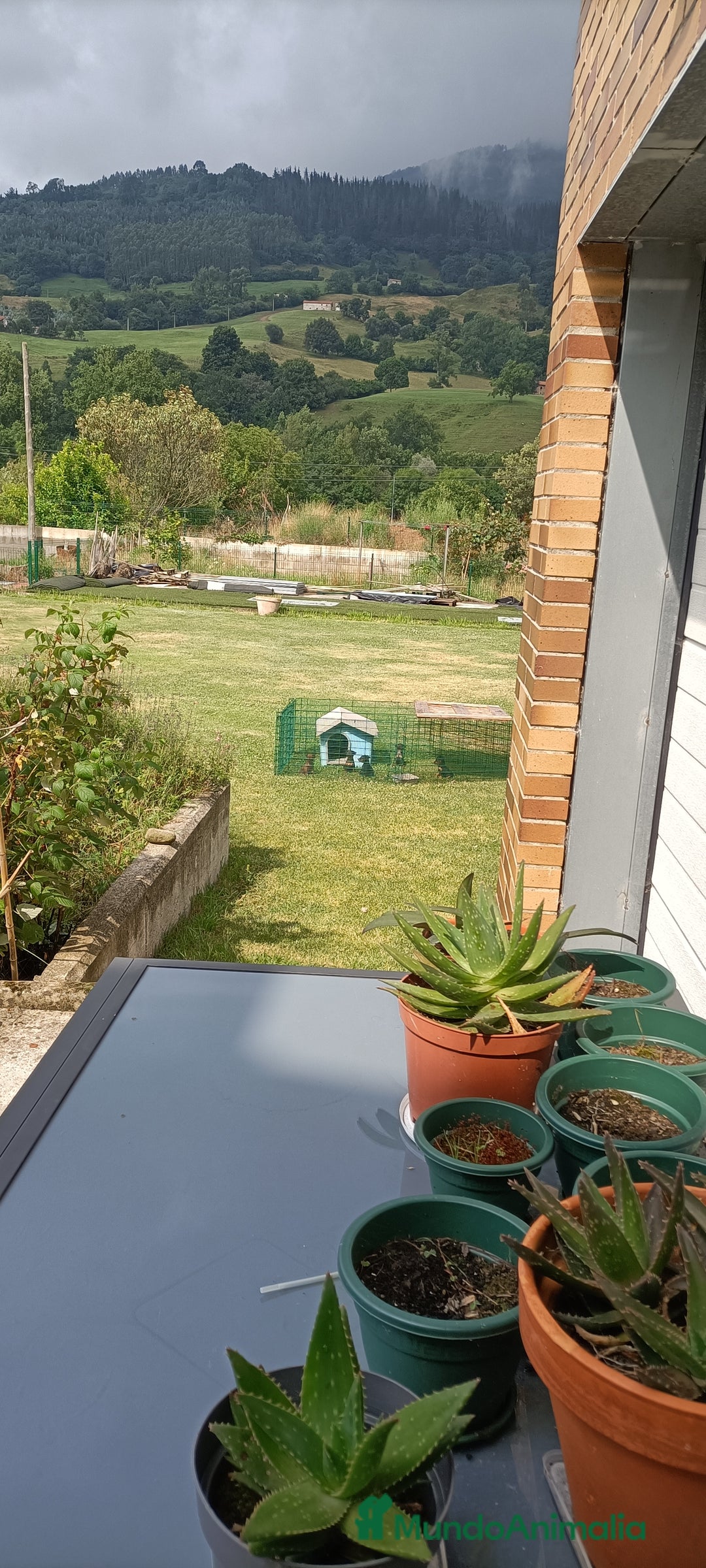 Pinscher Miniatura perros en venta: Pinscher Miniatura  - Imagen 6