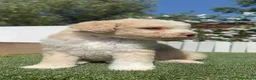 Perro de Agua Español perros en venta: PERRO DE AGUA ESPAÑOL - Anuncio 13