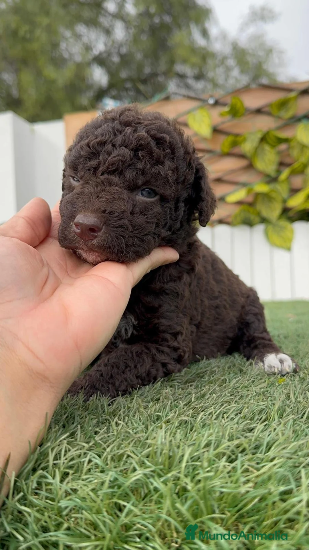 Perro de Agua Español perros en venta: PERRO DE AGUA HEMBRA - Anuncio 11