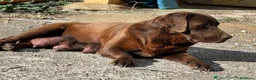 Labrador Retriever perros en venta: Cachorro labrador retriever  - Anuncio 3