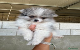 Pomerania perros en venta: Cachorros de pomerania toy - Imagen 3
