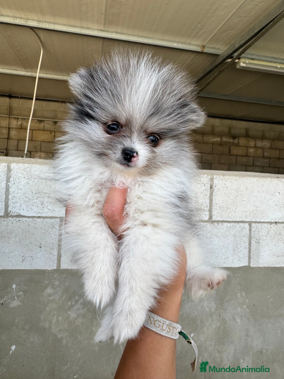 Pomerania perros en venta: Cachorros de pomerania toy - Imagen 3