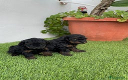 Caniche Toy perros en venta: CANICHTE TOY HEMBRA Mascotas del sur - Imagen 1