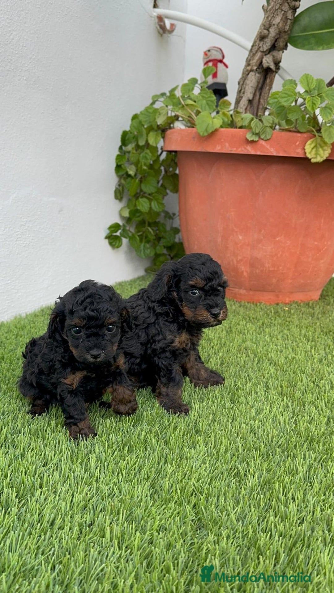 Caniche Toy perros en venta: CANICHTE TOY HEMBRA Mascotas del sur - Imagen 1