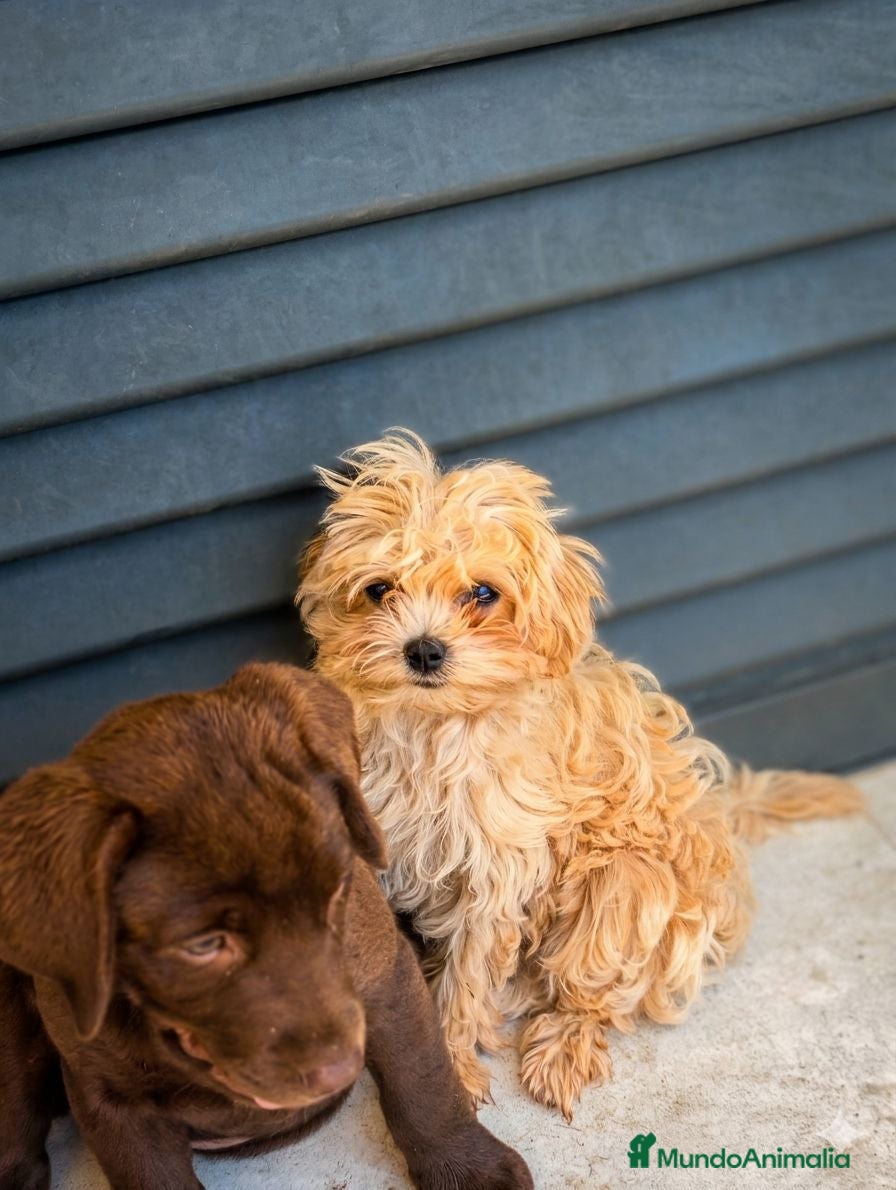 Maltipoo perros Maltipoo macho koreano - Anuncio 7
