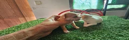Chihuahua perros en venta: Chihuahuas mini - Anuncio 5