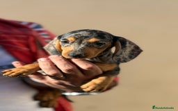 Teckel Miniatura perros en venta: Teckel miniatura Arlequín  - Imagen 6