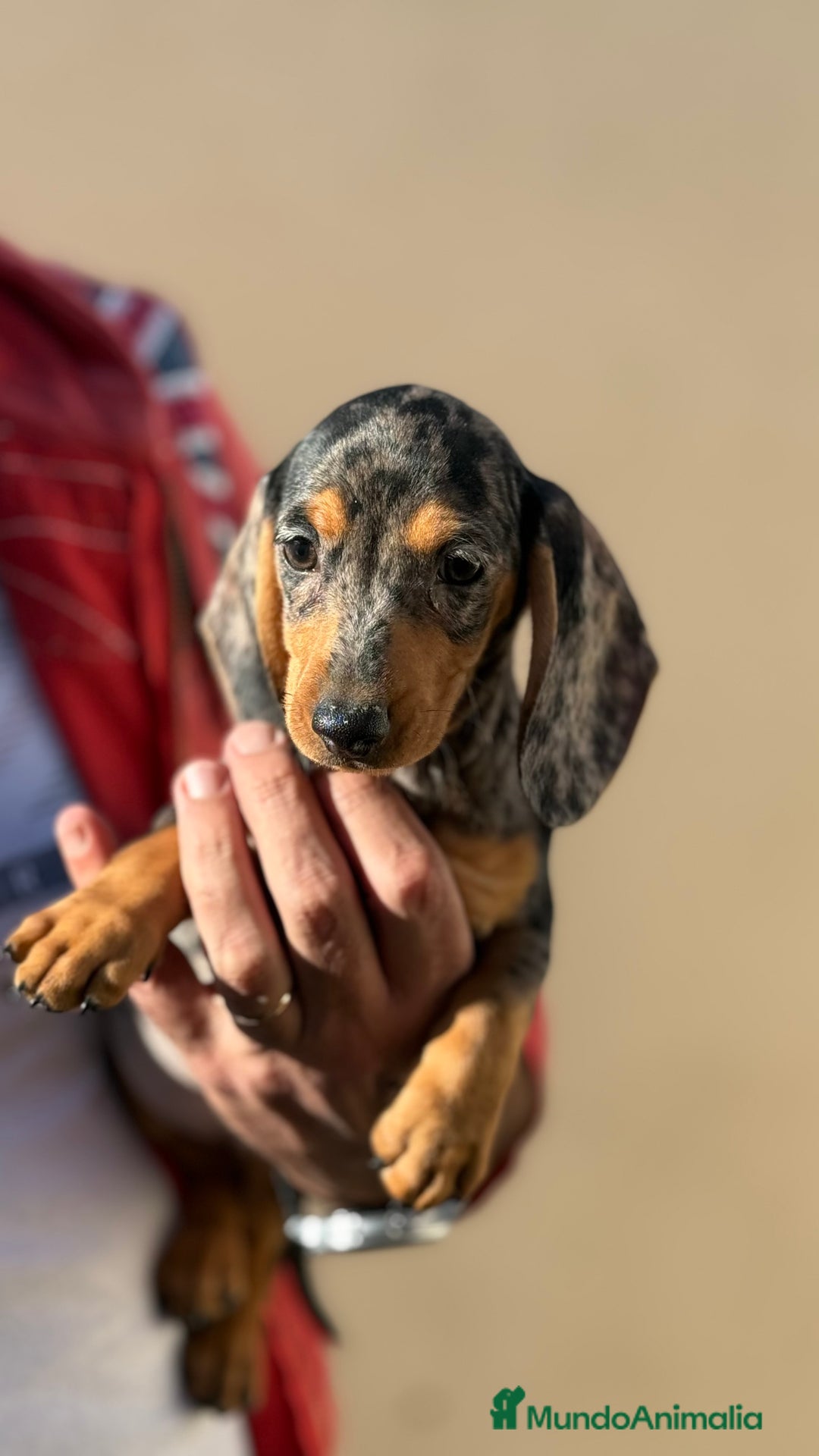 Teckel Miniatura perros en venta: Teckel miniatura Arlequín  - Imagen 6