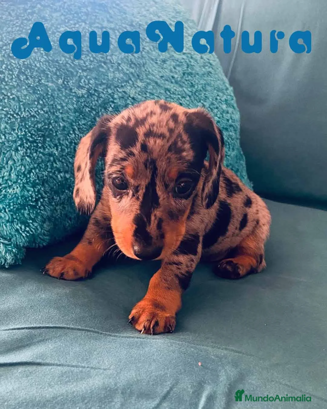 Teckel perros en venta: Teckel Hembra de Tita Junior 5841  - AQUANATURA en Barcelona - Anuncio 6