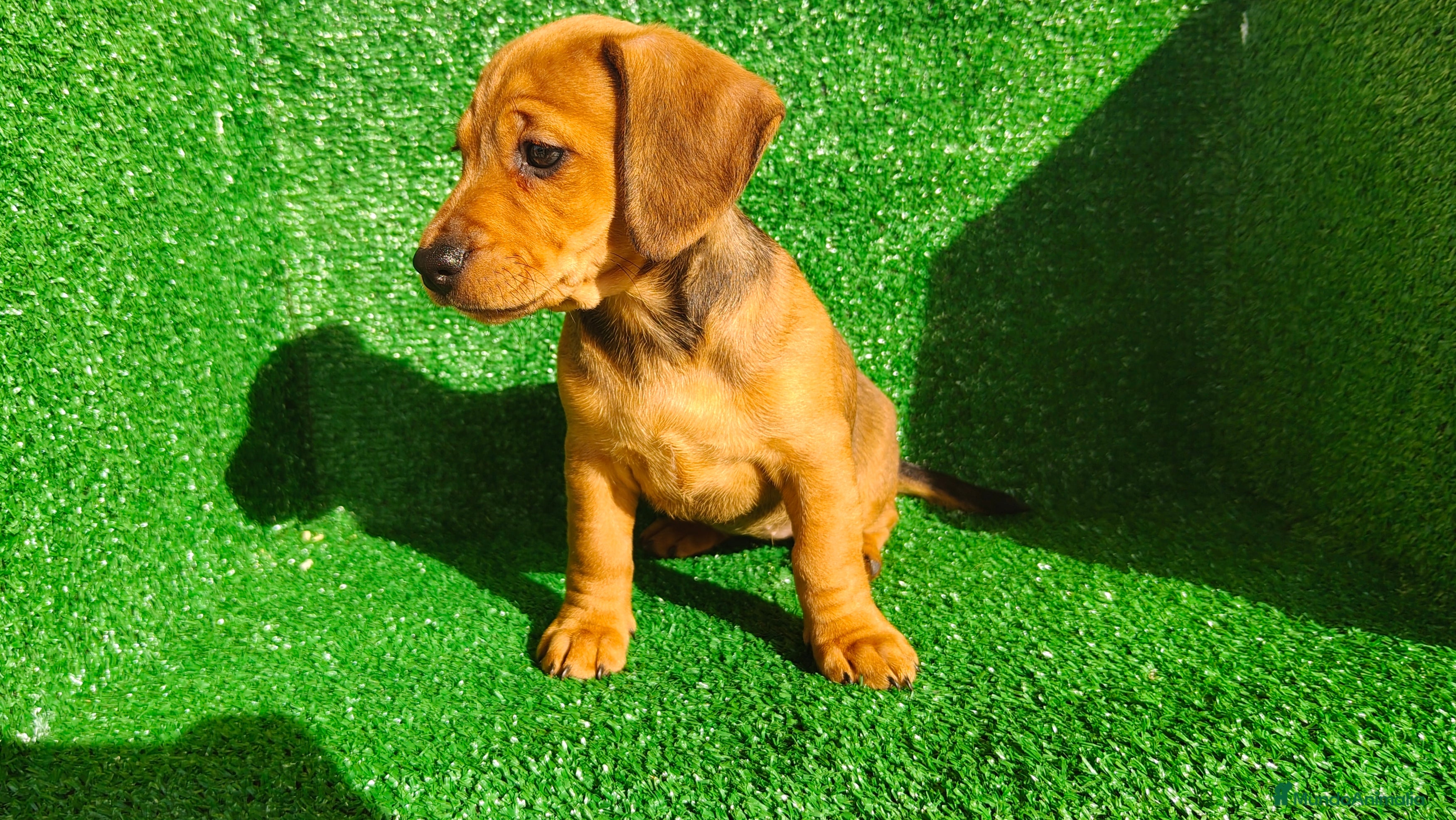 Teckel Miniatura perros Teckel miniatura  - Anuncio 2