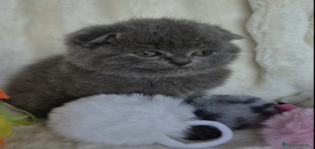 Imagen de galería {{count}}